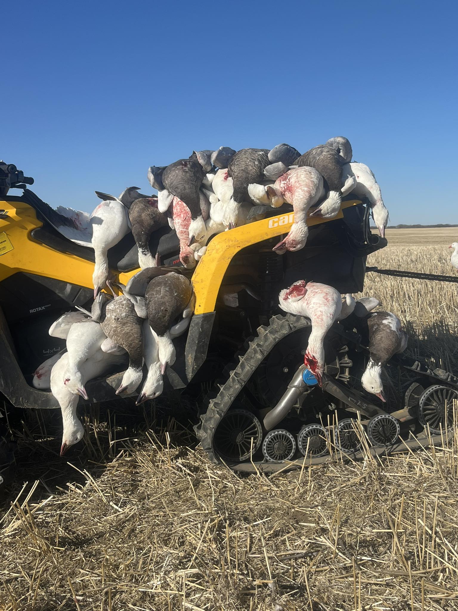 493945786_1148783503712367_3200406670806471810_n Arkansas snow goose hunting ATV